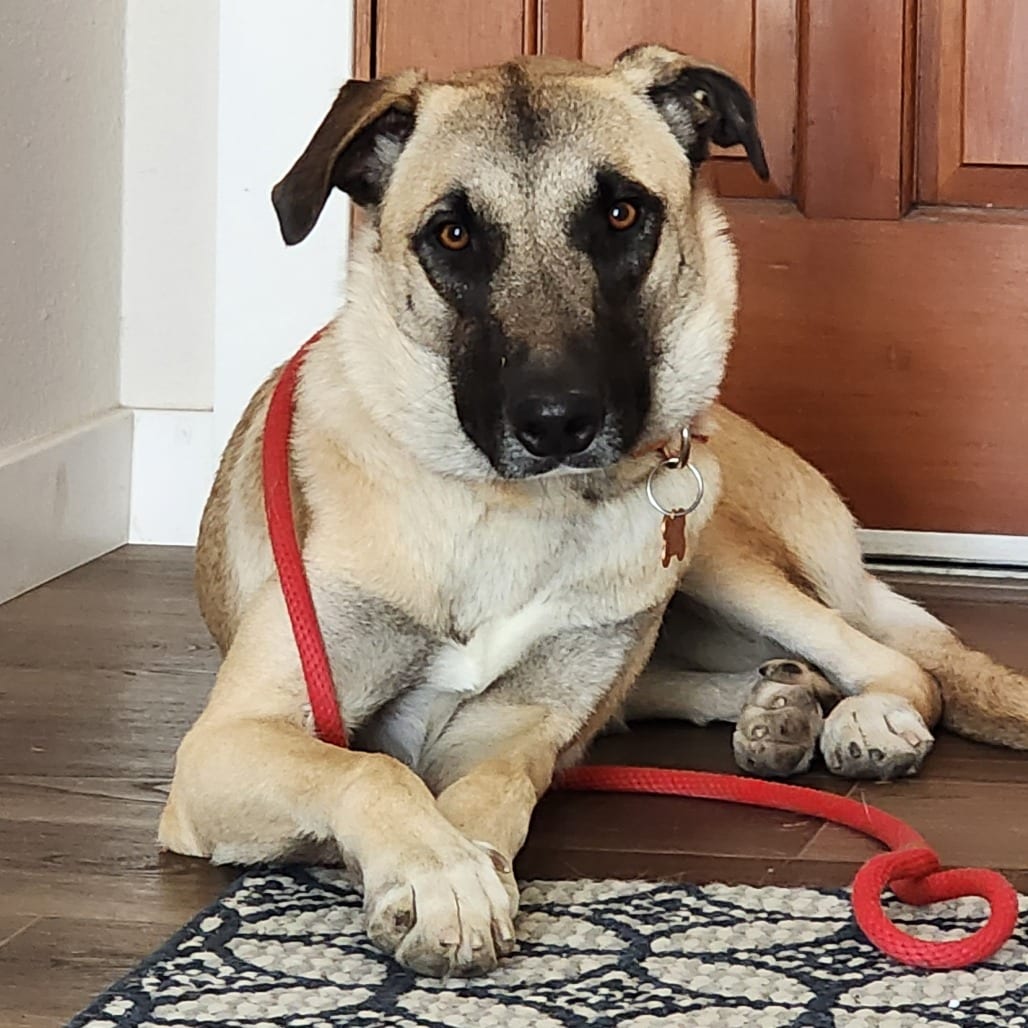 Photo of Sakura (Just arrived from Armenia!), adoptable Mixed Breed (Large) in Bend, Oregon