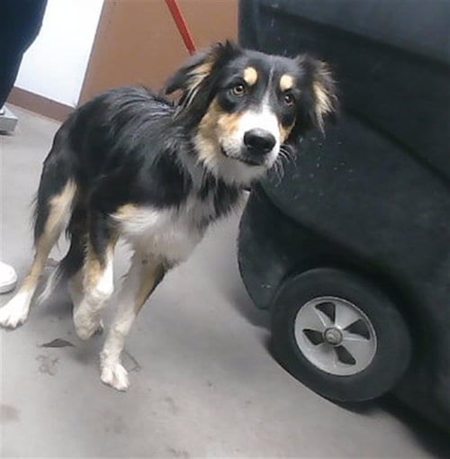 Photo of Pixie, adoptable Border Collie in Phoenix, Arizona