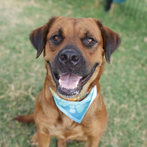 Photo of Sandra, adoptable Bullmastiff in San Antonio, Texas