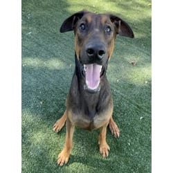 Photo of Lucky, adoptable Doberman Pinscher Belgian Malinois in Chatsworth, California