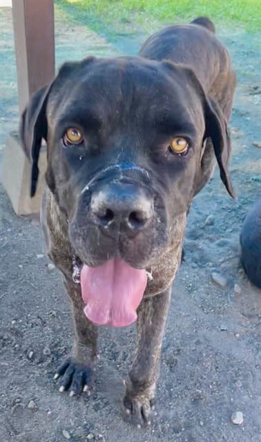 Photo of Senior Mastiff, adoptable Mastiff in Devore, California