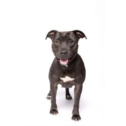 Photo of Donna, adoptable Terrier (Unknown Type, Medium) in Doral, Florida