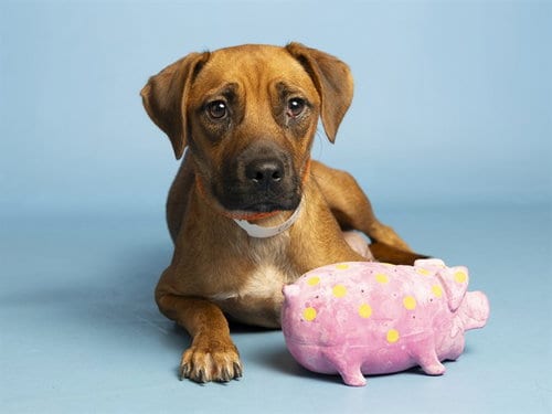 Photo of Ruby, adoptable Boxer in Phoenix, Arizona
