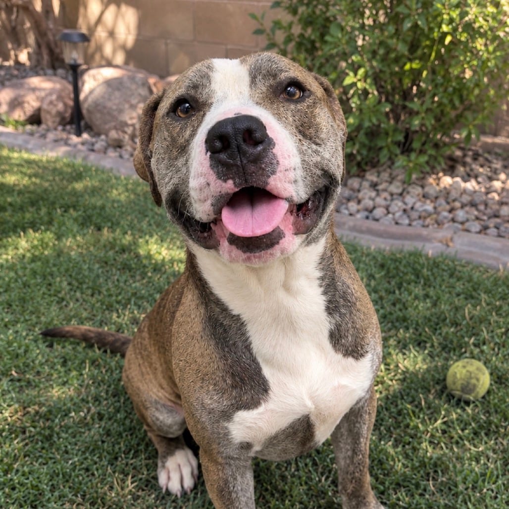 Photo of Bronx, adoptable Terrier, Pit Bull in Henderson, Nevada