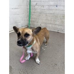 Photo of Tiana, adoptable Cardigan Welsh Corgi in San Bernardino, California