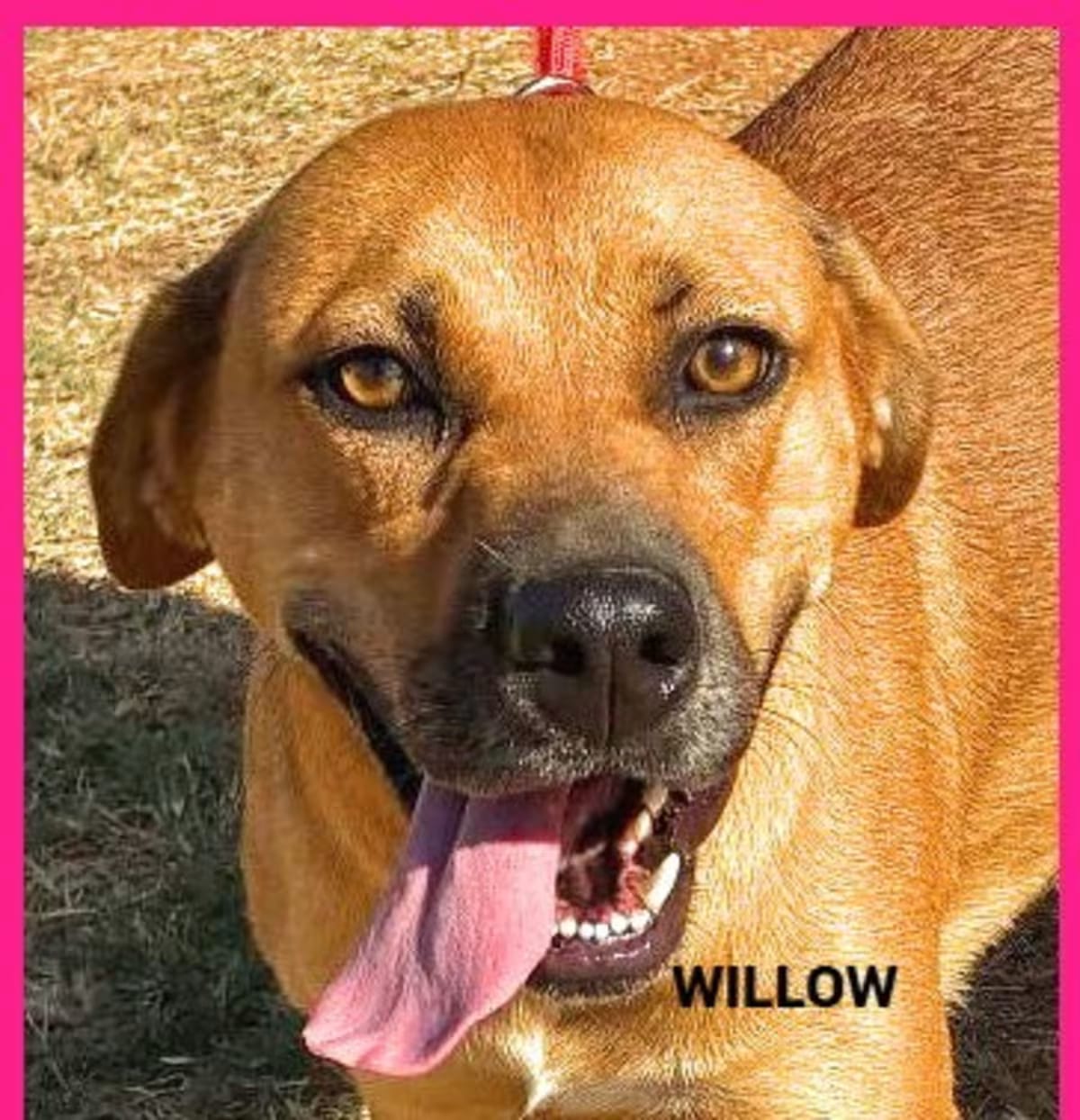 Photo of Willow, adoptable Black Mouth Cur in Granbury, Texas