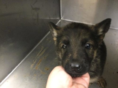 Photo of Maple, adoptable German Shepherd Dog in Riverside, California