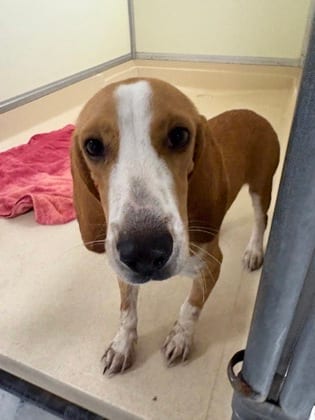 Photo of Diego, adoptable Beagle/Mix in Raeford, North Carolina