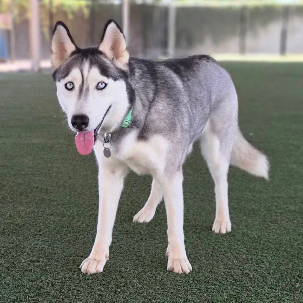 Photo of Giselle, adoptable Husky, Siberian / Mixed Breed (Medium) in Riverside, California