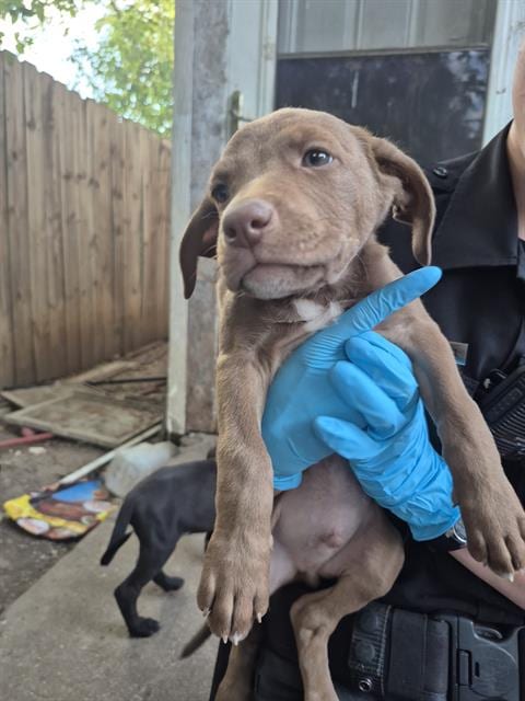 Photo of Puppy 6, adoptable American Staffordshire Terrier in San Antonio, Texas