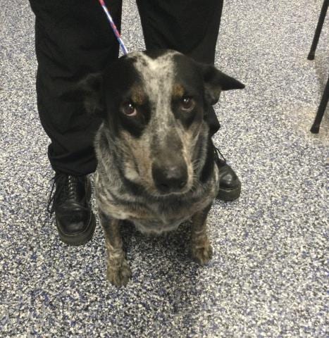Photo of A1939577, adoptable Australian Cattle Dog/Blue Heeler in Thousand Palms, California
