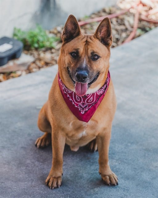 Photo of Donnie, adoptable Terrier mix in Miami, Florida