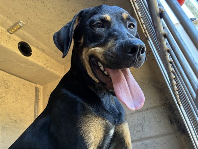 Photo of Senior Rottweiler mix, adoptable Rottweiler mix in Oklahoma City, Oklahoma