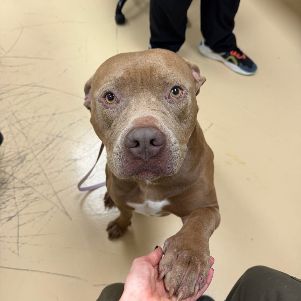 Photo of Cyrax, adoptable Mixed Breed (Medium) in Winston-Salem, North Carolina
