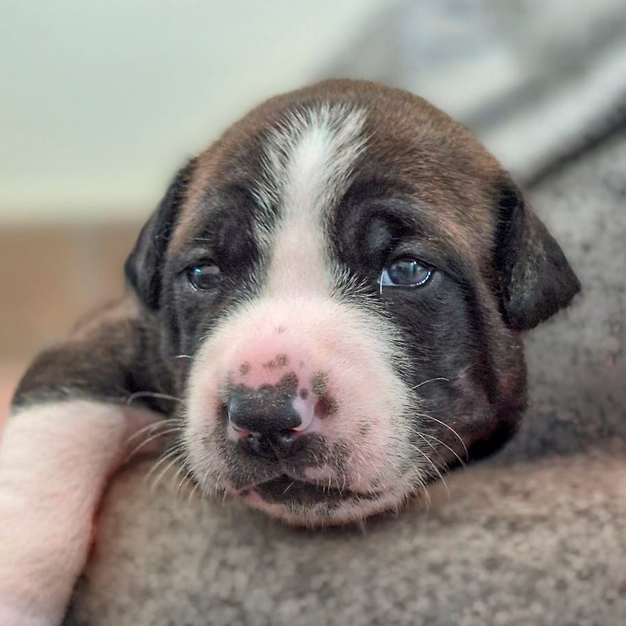 Photo of Ruble, adoptable Hound / Mix in Chapel Hill, North Carolina