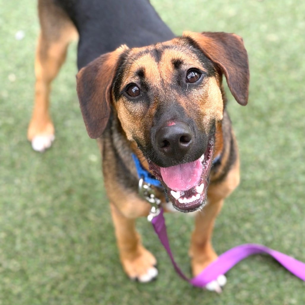 Photo of Elvis Pawsley, adoptable Mixed Breed (Medium)