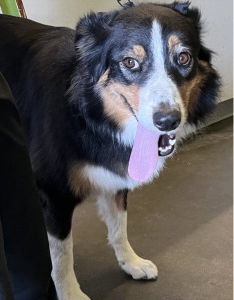 Photo of Maple, adoptable Australian Shepherd in Los Angeles, California
