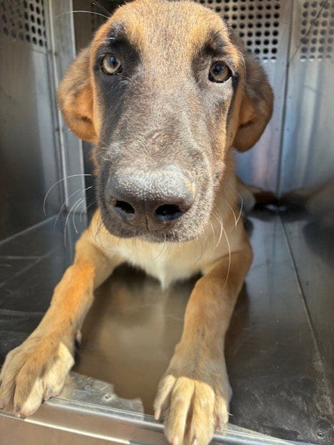 Photo of Almond, adoptable Belgian Shepherd Malinois in Phoenix, Arizona