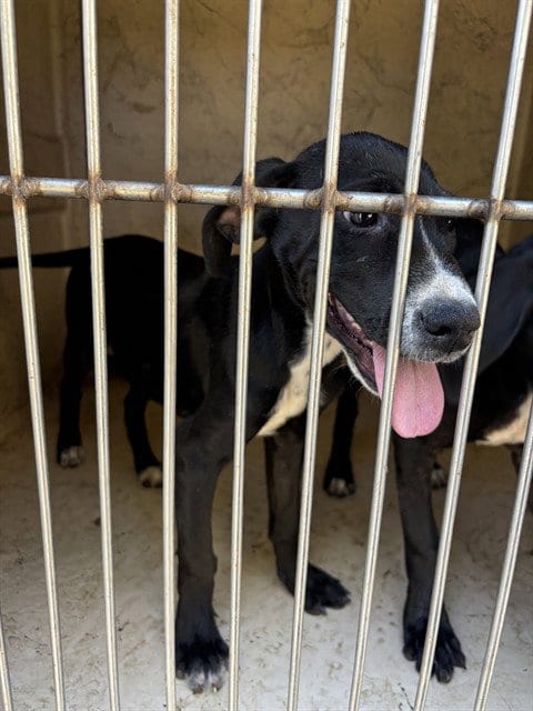 Photo of A481598, adoptable Pit Bull Terrier in Oklahoma City, Oklahoma