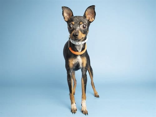 Photo of Daria, adoptable Chihuahua in Phoenix, Arizona