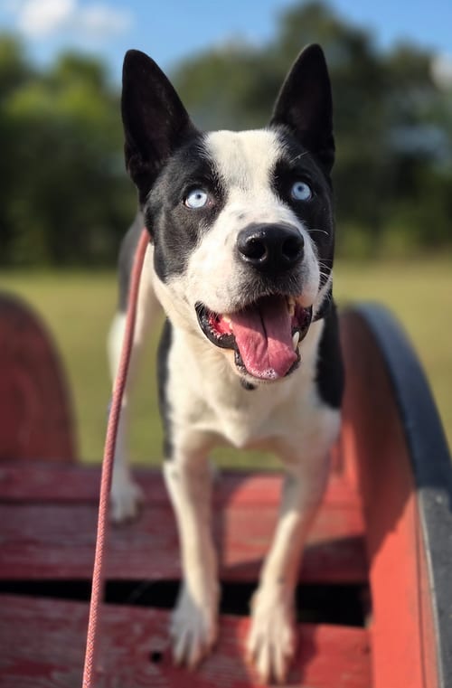 Photo of Sterling, adoptable Australian Cattle Dog/Blue Heeler in Atlanta, Georgia