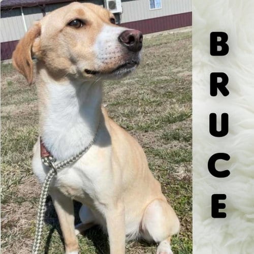 Photo of Bruce, adoptable Unknown breed (short coat) in Sullivan, Indiana