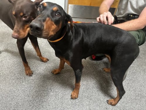 Photo of Nala, adoptable Doberman Pinscher in Los Angeles, California