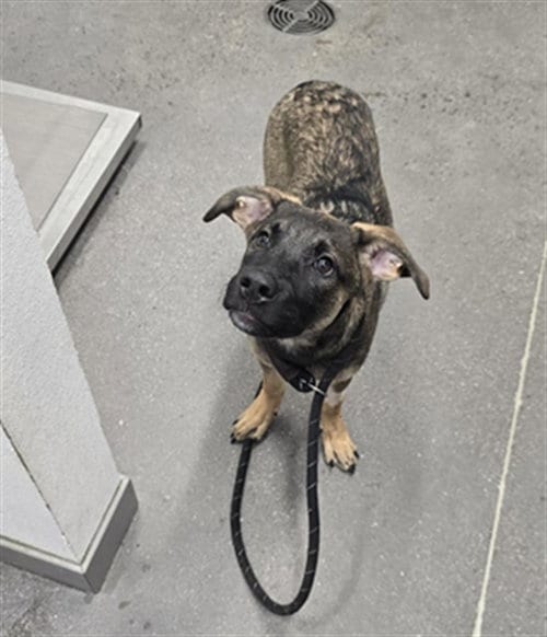Photo of Skye, adoptable German Shepherd Dog in Mesa, Arizona