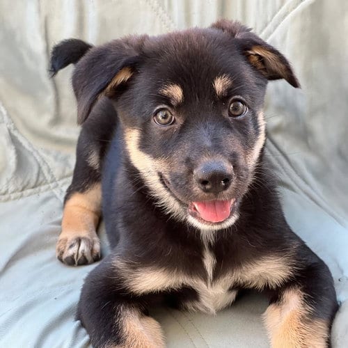 Photo of Napoleon Dynamite Pup - Pedro, adoptable Labrador Retriever in San Diego, California