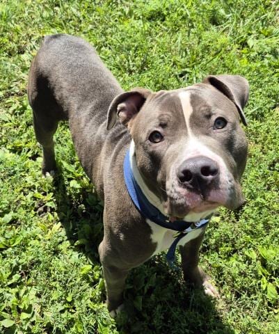Photo of Buddy, adoptable Pit Bull Terrier in Decatur, Illinois