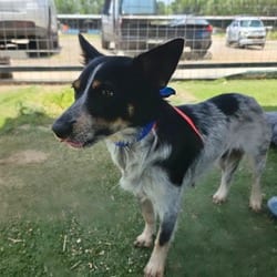 Photo of Fancy CI, adoptable Australian Cattle Dog in Hartford, Connecticut