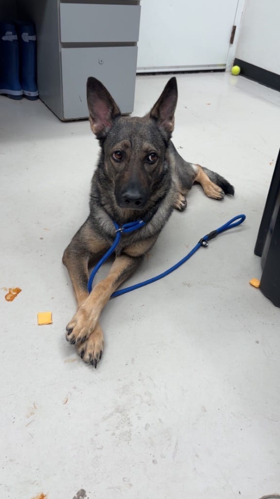 Photo of Britt, adoptable German Shepherd Dog in Findlay, Ohio