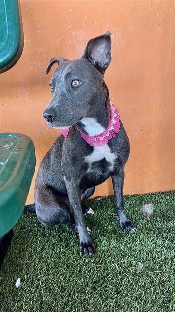 Photo of Martha, adoptable Terrier mix in Miami, Florida