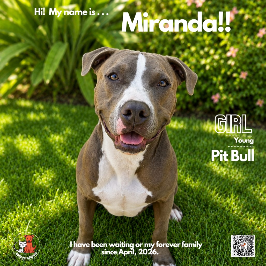 Photo of Miranda, adoptable Terrier, American Pit Bull in Westminster, California