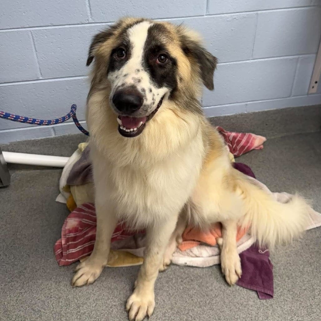 Photo of Sage, adoptable Pyrenees, Great in Martinsville, Virginia