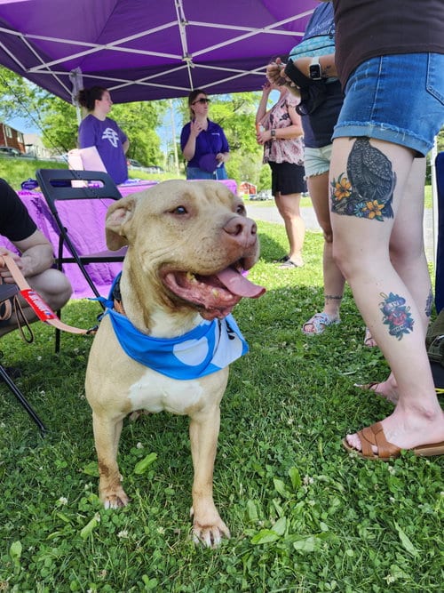 Photo of Jackie, adoptable Pit Bull Terrier in Uwchlan, Pennsylvania