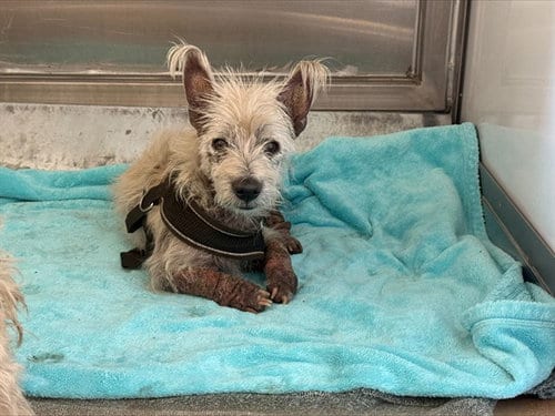 Photo of Westford, adoptable West Highland White Terrier Westie in San Jose, California