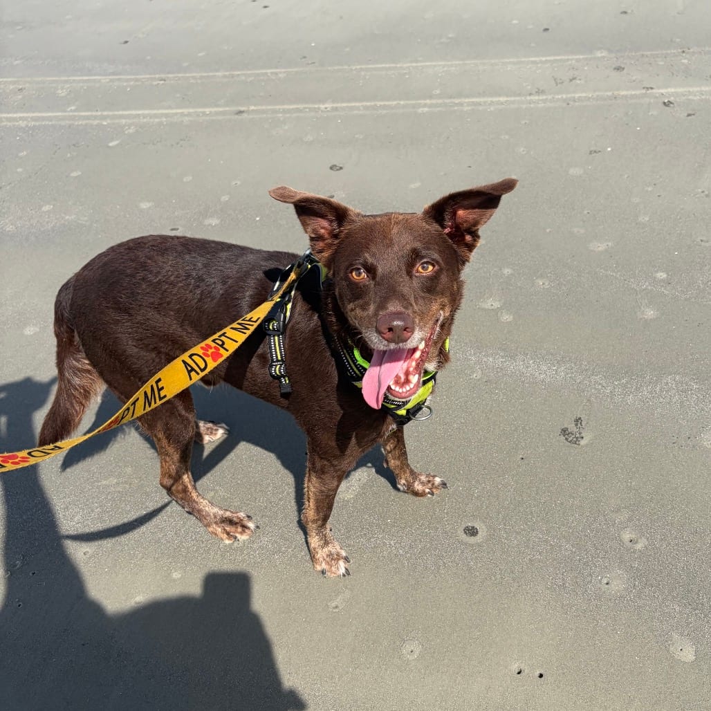 Photo of Ringo, adoptable Mixed Breed (Medium) in Hinesville, Georgia