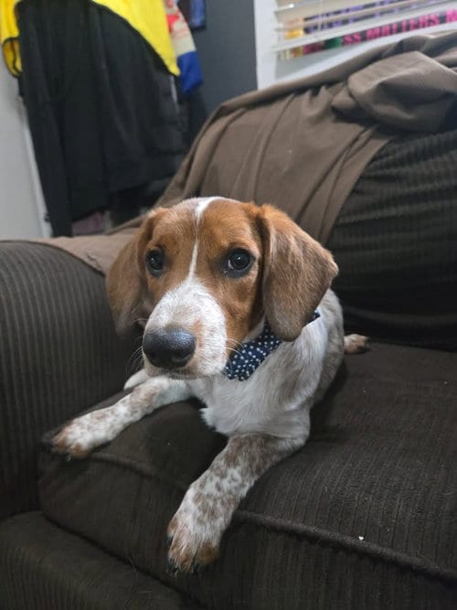 Photo of Mando, adoptable Basset Hound in Denver, Colorado