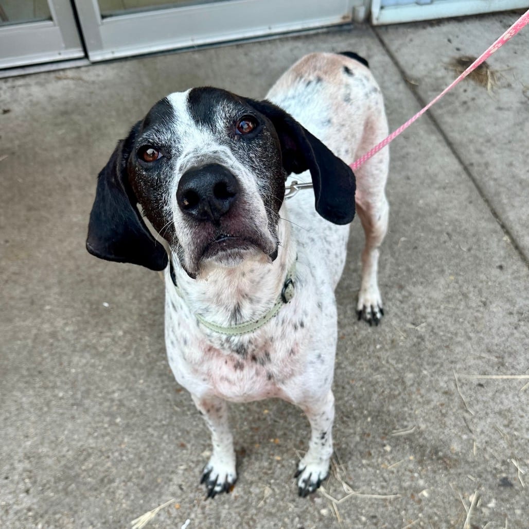 Photo of Glider K 16, adoptable Coonhound, Bluetick / Mixed Breed (Large) in Union, Missouri