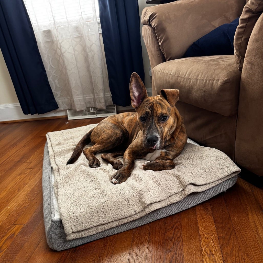 Photo of Beasley, adoptable Mixed Breed (Large) in Winston-Salem, North Carolina
