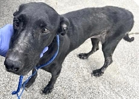 Photo of Senior Labrador Retriever mix, adoptable Labrador Retriever mix in Houston, Texas