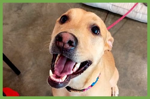 Photo of Hattie, adoptable Labrador Retriever in Amherst, Massachusetts