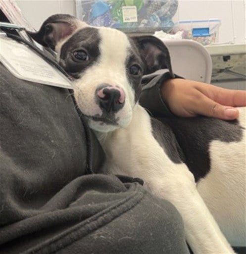 Photo of Cornflake, adoptable Pit Bull Terrier in Detroit, Michigan
