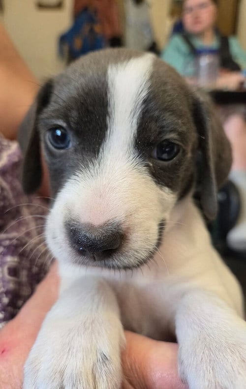 Photo of Nugget, adoptable Terrier in St. Augustine, Florida