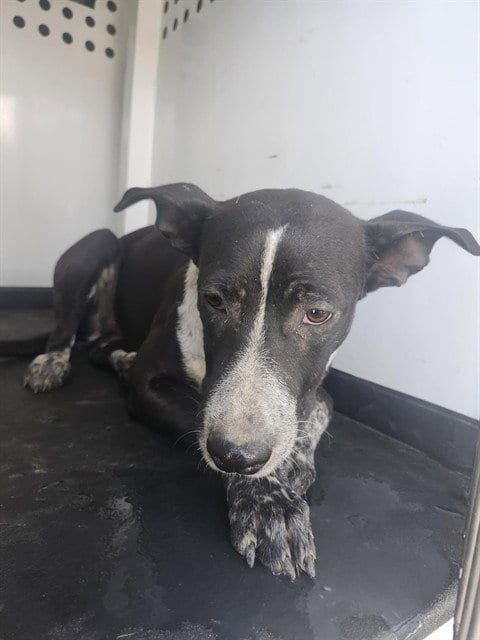 Photo of A171717, adoptable Pit Bull Terrier in Bakersfield, California