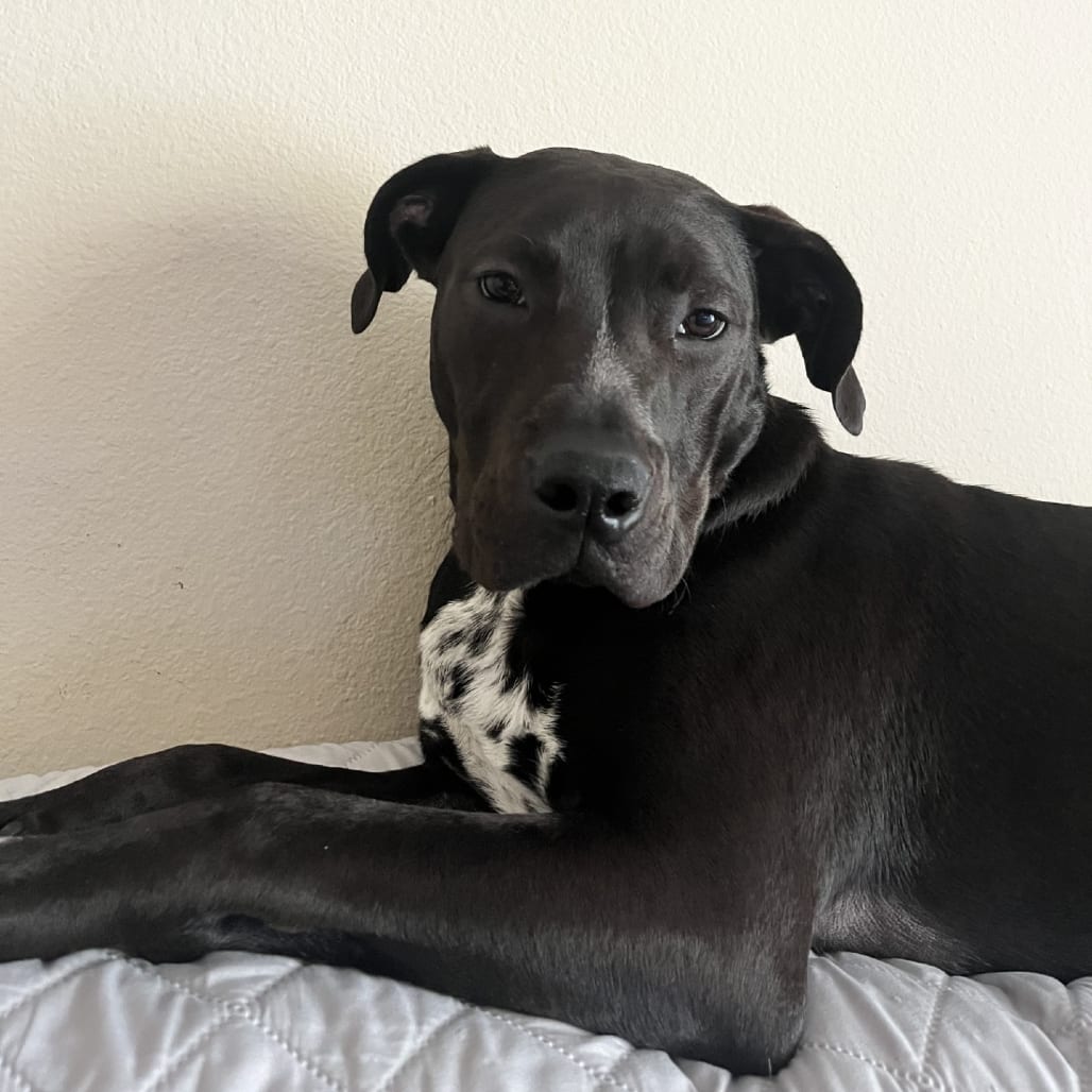Photo of Val, adoptable Boxer / Mix in San Antonio, Texas