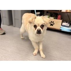 Photo of Olaf, adoptable Chihuahua Pug in Colorado Springs, Colorado