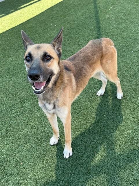Photo of Boe, adoptable German Shepherd Dog in Dallas, Texas