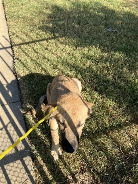 Photo of Junior, adoptable German Shepherd Dog in Dallas, Texas